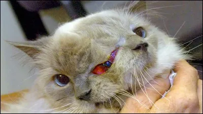 Bizarre ! Pourquoi ce chat est-il comme ça ?