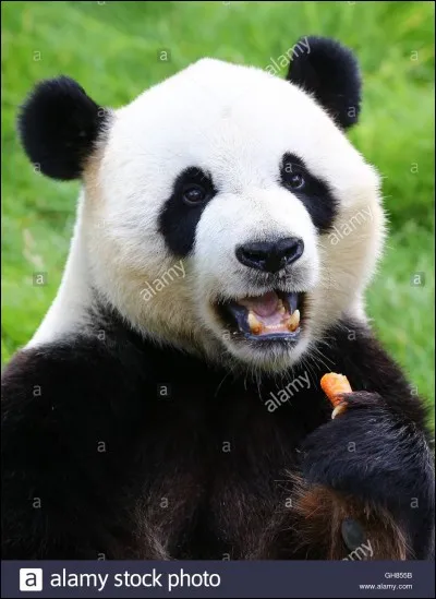 Dans quel zoo peut-on trouver ce panda du nom de Xing Hui ?