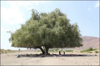 Où se situe cet arbre?