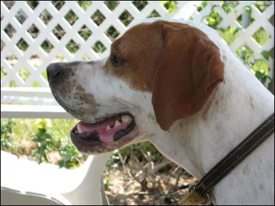 Si je vous dis : « Se grille en ne se marquant pas », vous répondez :