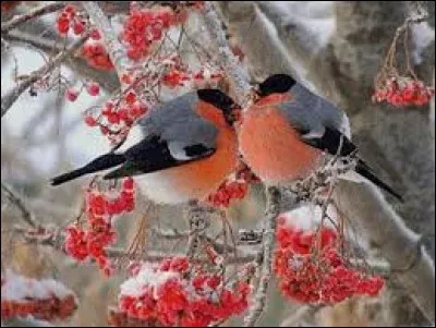 Petits dessins insérés dans un courriel ou une page web :