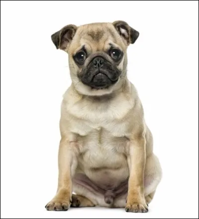 Si tu étais un chien et que tu devais choisir un sport, tu choisirais...