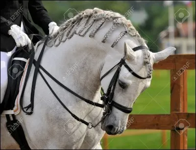 Quelle embouchure est interdite en compétition de dressage en France ?