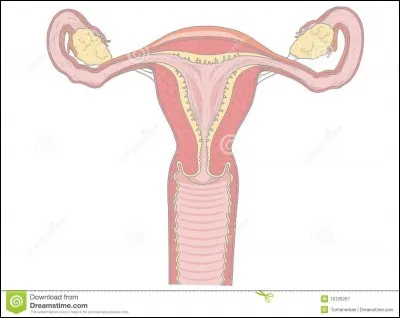 Quel est le rôle du vagin ?