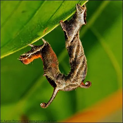 Tous les insectes passent par le stade de larve.