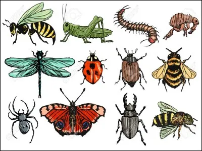 Combien existe-t-il d'espèces d'insectes connues ?