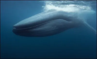 Combien de litres de sperme peut éjaculer la baleine bleue ?