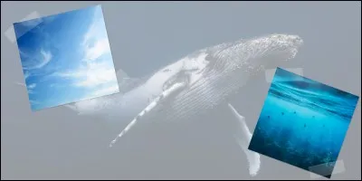 La baleine respire-t-elle de l'air ou de l'eau ?