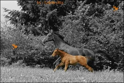 Qui a écrit le roman "Le cheval pâle" ?