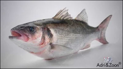 Quel est l'autre nom du bar commun ?