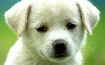 Quiz Animaux