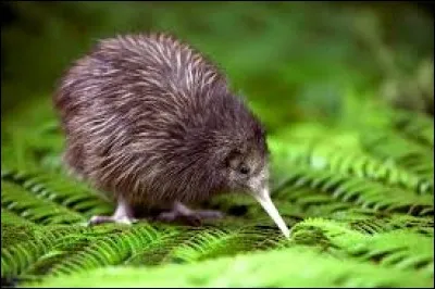Sur quel continent les kiwis vivent-ils ?