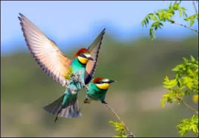 Qui est le traducteur du livre "To Kill a Mockingbird" (Ne tirez pas sur l'oiseau moqueur) paru en 1961 ?