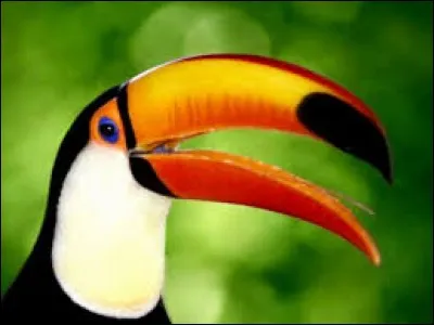 En quelle année le film "Le Promeneur d'oiseau" est-il sorti au cinéma ?