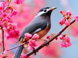 Quiz Oiseaux