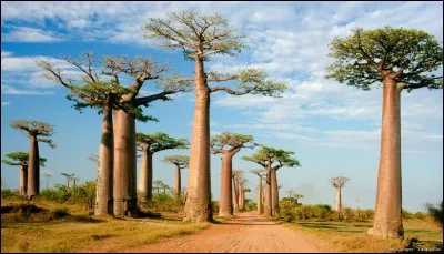 Sur quel continent peut-on voir un baobab en particulier ?