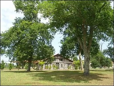 Clairière ouverte sur une pinède, dans les Landes.