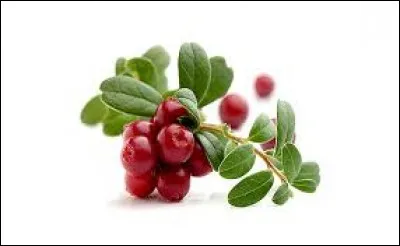 Fruit charnu comestible, rouge ou bleu, légèrement acide, dont on fait usage en médecine et dans la teinture.