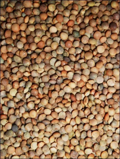 Dans quel cirque trouve-t-on des lentilles du pays ?