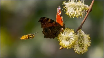 Ce n'est pas un insecte.