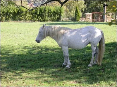 Comment appelle-t-on la femelle du cheval ?