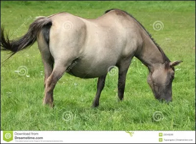 Comment appelle-t-on une jument qui a un poulain dans le ventre ?