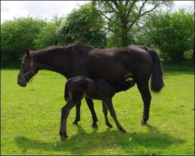 Quand un poulain naît, quelle partie de son corps sort en premier ?