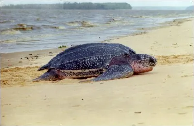 Quelle est cette tortue ?