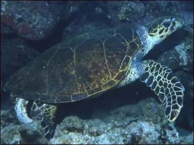 Quelle est cette tortue ?
