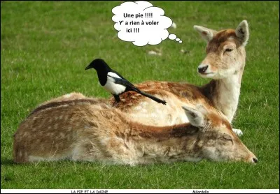 Bavarde ou voleuse !