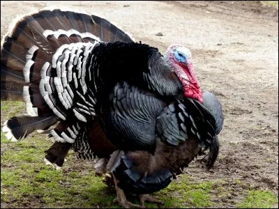 De basse-cour ou de la farce !