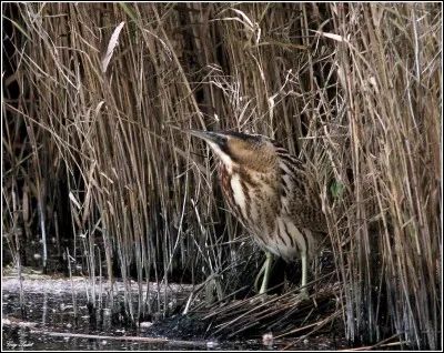 Grossier personnage ou piscivore !