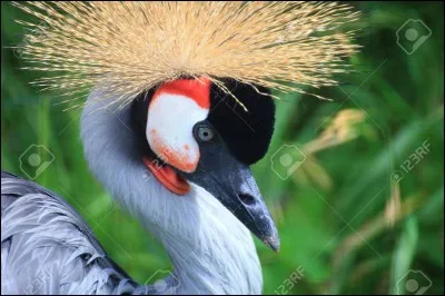 Prostituée ou couronnée !