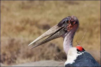 Echassier ou saint homme !