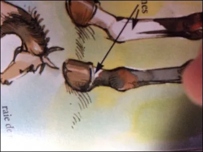 Qu'est-ce qu'il y a sur les pattes du poney ?