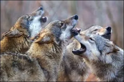 Qui sont les réalisateurs du documentaire franco-allemand "Les Saisons" ?