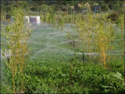 Asperge avec une pomme.