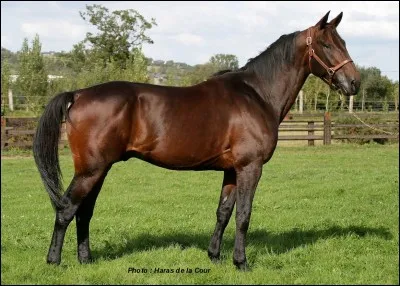 Il a gagné une grande course :