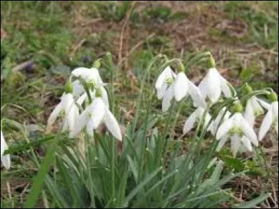 Quand cette substance est prête à l'extraction avec une teneur ayant atteint une valeur suffisante pour être conservée, on la dit "mûre". À quel domaine s'applique l'adjectif entre guillemets ?