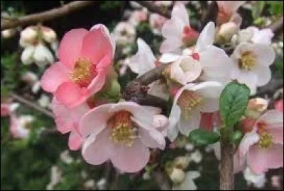 L'adjectif qualifie une belle personne aux rondeurs appétissantes, mais cela peut être un nom propre. À quoi correspond l'homonymie ?