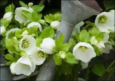 Quel arbre produisant de beaux fruits acidulés jaunes fleurit en février ?