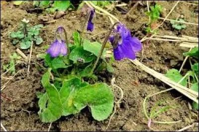 Qui prononce cette réplique : "Buvons, chers amis, buvons : Le temps qui fuit nous y convie ; Profitons de la vie Autant que nous pouvons" ?