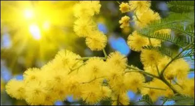 Qui, "Un crocodile, s'en allant à la guerre
Disait au revoir à ses petits enfants Traînant ses pieds, ses pieds dans la poussière", s'en allait-il combattre ?