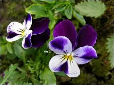 À quel type d'animal correspond l'adjectif svelte que l'on donne à un personnage dont on remarque familièrement l'excessive minceur ?