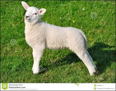 Poussière ou ovin !