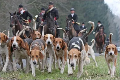 De chasse ou au pied !