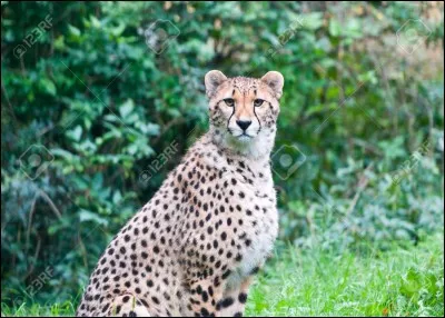 Comment s'appelle cet animal ?