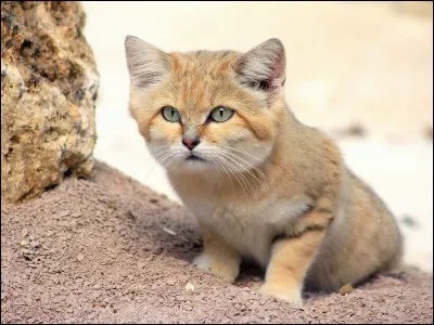 Comment s'appelle cet animal ?