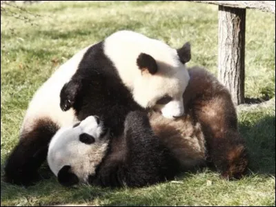 Comment s'appellent ces animaux ?