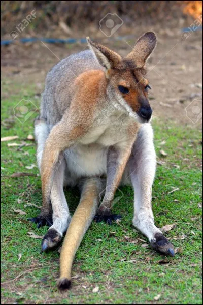 Comment s'appelle cet animal ?